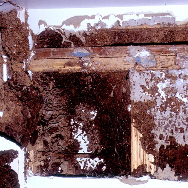 Termite damaged timber with the inside eaten away into thin layers