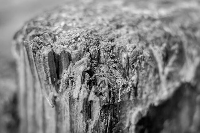 Close up of decayed timber breaking apart into fibres