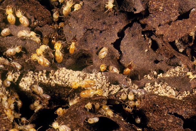 Close up of termites on damaged timber