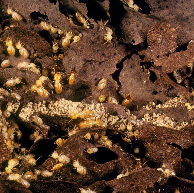 Close up of termites on damaged timber